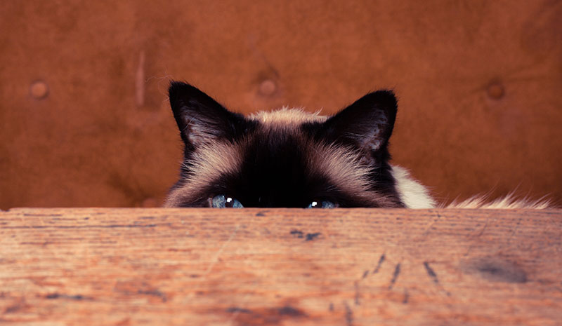 How to appeal to your clients curiosity