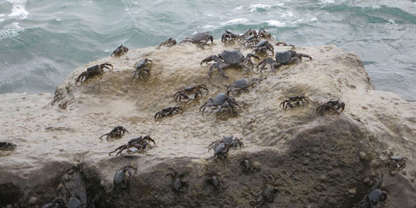 Your Customers are Crabs